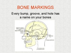 BONE MARKINGS Every bump groove and hole has