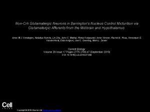 NonCrh Glutamatergic Neurons in Barringtons Nucleus Control Micturition