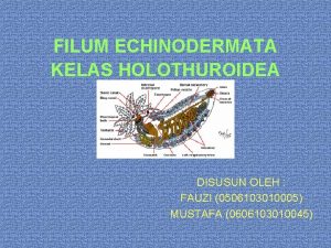 FILUM ECHINODERMATA KELAS HOLOTHUROIDEA DISUSUN OLEH FAUZI 0506103010005