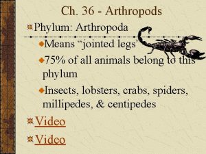 Ch 36 Arthropods Phylum Arthropoda Means jointed legs