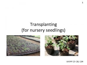 1 Transplanting for nursery seedlings GVSPP Q 5