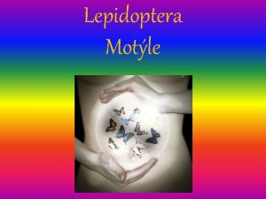 Lepidoptera Motle Mind 1 Pocity opustenosti nem ich