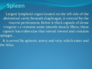 Spleen Largest lymphoid organ located on the left