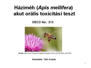 Hzimh Apis mellifera akut orlis toxicitsi teszt OECD