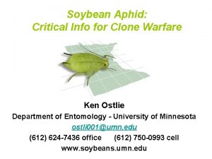 Soybean Aphid Critical Info for Clone Warfare Ken