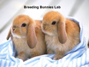 Breeding bunnies lab