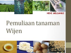 HENI MELSANDI Pemuliaan tanaman Wijen Tujuan meningkatkan produktivitas