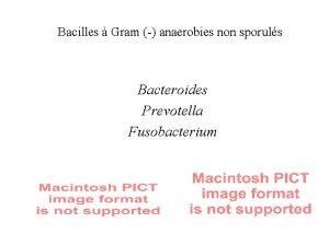 Bacilles Gram anaerobies non sporuls Bacteroides Prevotella Fusobacterium