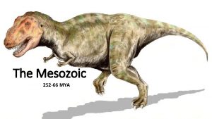 The Mesozoic 252 66 MYA PermianTriassic Transition Pangaea