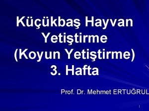 Kkba Hayvan Yetitirme Koyun Yetitirme 3 Hafta Prof