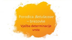 Brezovke