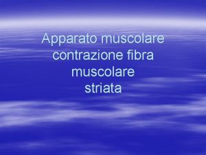 Apparato muscolare contrazione fibra muscolare striata stimolazione nervosa