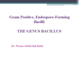 Gram Positive EndosporeForming Bacilli THE GENUS BACILLUS Dr