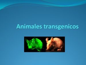 Animales transgenicos Animales transgnicos La ingeniera gentica permite