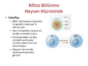 Mitoz Blnme Hayvan Hcresinde nterfaz DNA replikasyonu eleme