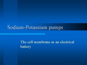 SodiumPotassium pumps The cell membrane as an electrical