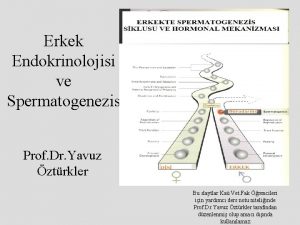 Erkek Endokrinolojisi ve Spermatogenezis Prof Dr Yavuz ztrkler