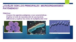 CULES SON LOS PRINCIPALES MICROORGANISMOS PATGENOS Objetivos Conocer