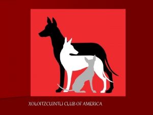 XOLOITZCUINTLI CLUB OF AMERICA Breed Origins In 1785
