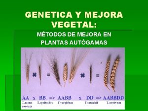 GENETICA Y MEJORA VEGETAL MTODOS DE MEJORA EN