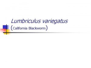 Lumbriculus variegatus California Blackworm Anticipation Guide Answer the