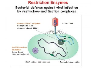 Restriction Enzymes Restriction Enzymes scan the DNA sequence