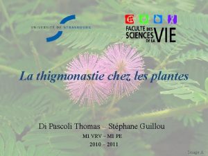La thigmonastie chez les plantes Di Pascoli Thomas