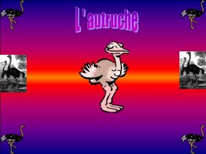 Lautruche est un animal que des gens chevauchent