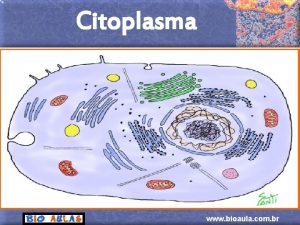 Citoplasma www bioaula com br Citoplasma O maior