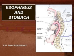 ESOPHAGUS AND STOMACH Prof Saeed Abuel Makarem 1