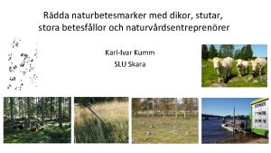 Rdda naturbetesmarker med dikor stutar stora betesfllor och