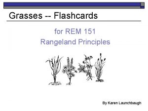 Grasses Flashcards for REM 151 Rangeland Principles By