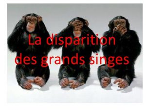 La disparition des grands singes Aucun animal ne