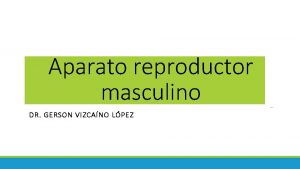 Aparato reproductor masculino DR GERSON VIZCANO LPEZ Aparato
