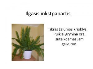 Ilgasis inkstpapartis Tikras alumos krioklys Puikiai grynina or