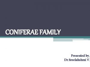 CONIFERAE FAMILY Presented by Dr Sreelakshmi V Important