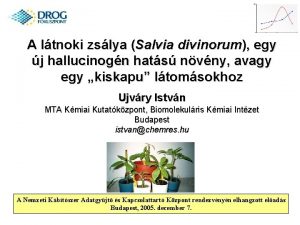 A ltnoki zslya Salvia divinorum egy j hallucinogn