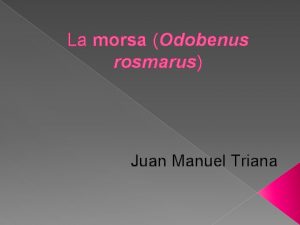 La morsa Odobenus rosmarus Juan Manuel Triana La