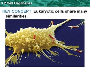 3 2 Cell Organelles KEY CONCEPT Eukaryotic cells