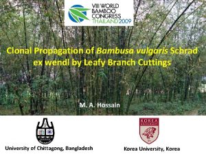 Clonal Propagation of Bambusa vulgaris Schrad ex wendl