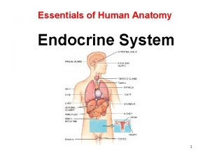 Essentials of Human Anatomy Endocrine System 1 Endocrine