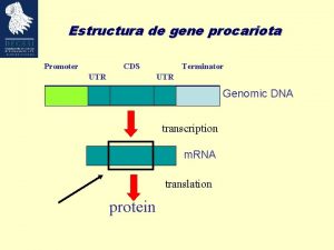 Cds genetics