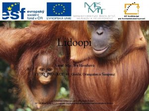 Lidoopi Autor Mgr Iva Hirschov VY32INOVACE40Gorila Orangutan a