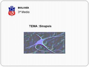 BIOLOGA 3 Medio TEMA Sinapsis Sinapsis Unin especializada