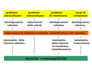 Le proteine si possono PURIFICARE sfruttando DIMENSIONE SOLUBILITA