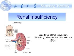 Renal Insufficiency Department of Pathophysiology Shandong University School