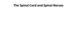 The Spinal Cord and Spinal Nerves Spinal Cord
