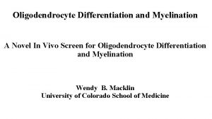 Oligodendrocyte Differentiation and Myelination A Novel In Vivo