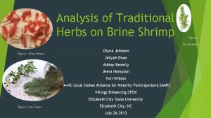 Analysis of Traditional Herbs on Brine Shrimp Figure