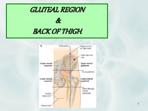 GLUTEAL REGION BACK OF THIGH 1 OBJECTIVES v